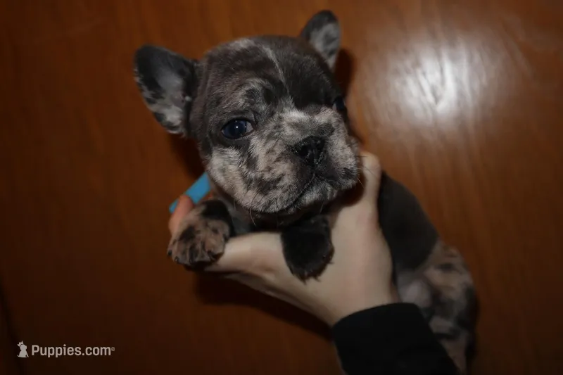 Cosmic – French Bulldog puppy for sale in Milwaukee, WI