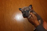 Bella , a female French Bulldog for sale in Milwaukee, WI – Photo 2 of 3