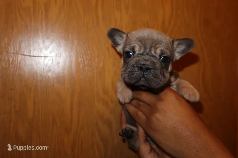 Bella  – French Bulldog puppy for sale in Milwaukee, WI