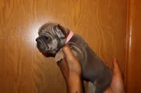 Bella , a female French Bulldog for sale in Milwaukee, WI – Photo 3 of 3