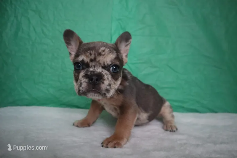 Hulk – French Bulldog puppy for sale in Milwaukee, WI