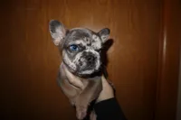 Hulk, a male French Bulldog for sale in Milwaukee, WI – Photo 1 of 3