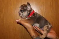 Hulk, a male French Bulldog for sale in Milwaukee, WI – Photo 3 of 3