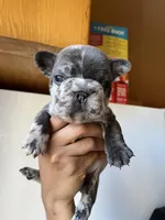 Cosmic, a male French Bulldog for sale in Milwaukee, WI – Photo 1 of 2