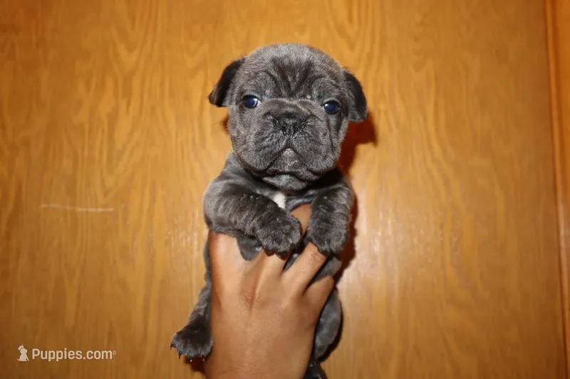 Franklin – French Bulldog puppy for sale in Milwaukee, WI