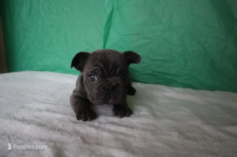 Franklin – French Bulldog puppy for sale in Milwaukee, WI