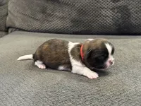 AKC Chip  , a male Shih Tzu for sale in Sandy, UT – 5 of 9
