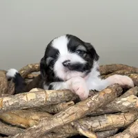 AKC Spice Cake *sold, view my siblings!*, a female Shih Tzu for sale in Sandy, UT – 2 of 10