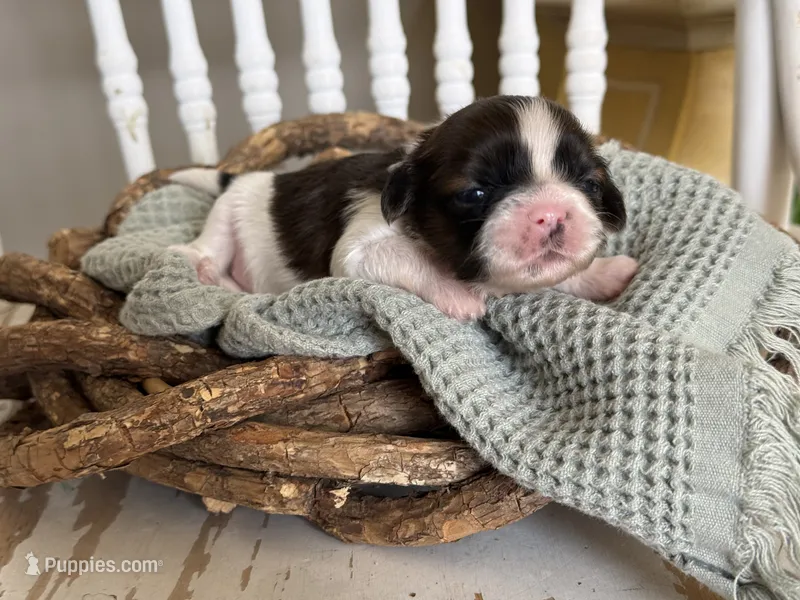 Ginger 🍪  – Shih Tzu puppy for sale in Sandy, UT