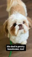Corduroy ~ AKC Imperial Shih Tzu, a male Shih Tzu for sale in Sandy, UT – 3 of 7