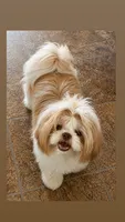AKC Peanut   , a female Shih Tzu for sale in Sandy, UT – 8 of 10