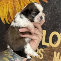 AKC Scout , a male Shih Tzu for sale in Sandy, UT – 3 of 10