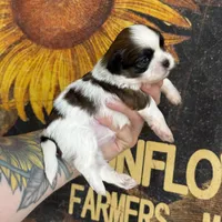 AKC Oatmeal Raisin , a female Shih Tzu for sale in Sandy, UT – 3 of 9