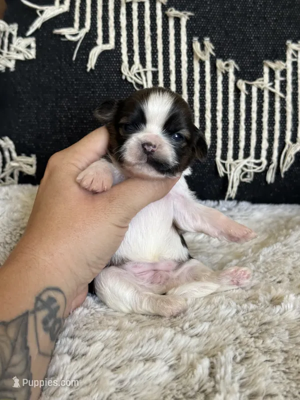 Spice 🍪  – Shih Tzu puppy for sale in Sandy, UT