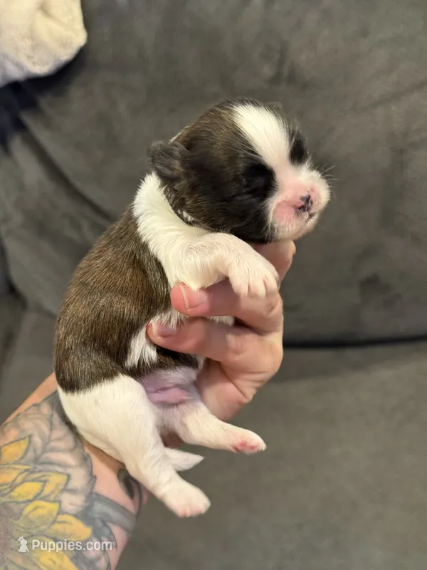Pecan 🍪  – Shih Tzu puppy for sale in Sandy, UT