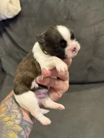 AKC Pecan Sandy , a male Shih Tzu for sale in Sandy, UT – 6 of 10