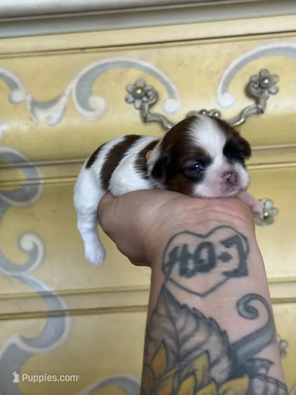 Peanut 🍪  – Shih Tzu puppy for sale in Sandy, UT