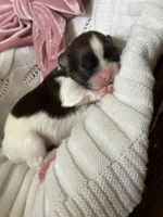 Ginger 🍪 , a female Shih Tzu for sale in Sandy, UT – 3 of 6