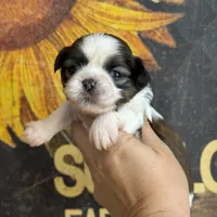 AKC Scout , a male Shih Tzu for sale in Sandy, UT – 2 of 10