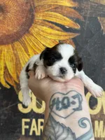 AKC Oatmeal Raisin , a female Shih Tzu for sale in Sandy, UT – 2 of 9
