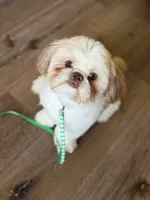 Chip 🍪 , a male Shih Tzu for sale in Sandy, UT – 4 of 5