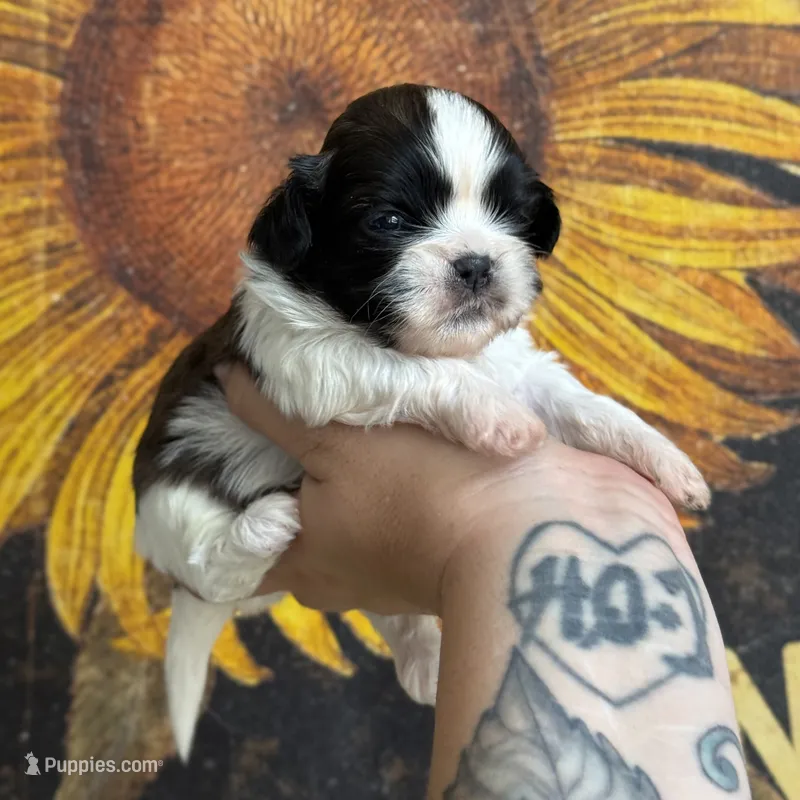 AKC Pecan Sandy  – Shih Tzu puppy for sale in Sandy, UT