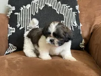 AKC Pecan Sandy *reduced!* LAST PUPPY, a male Shih Tzu for sale in Sandy, UT – 3 of 10