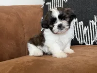 AKC Pecan Sandy *reduced!* LAST PUPPY, a male Shih Tzu for sale in Sandy, UT – 5 of 10