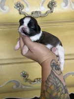 AKC Spice Cake *sold, view my siblings!*, a female Shih Tzu for sale in Sandy, UT – 5 of 10