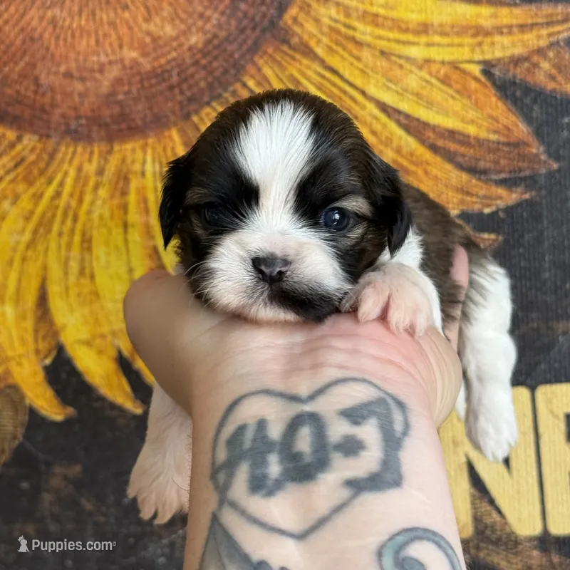 AKC Spice Cake *sold, view my siblings!* – Shih Tzu puppy for sale in Sandy, UT