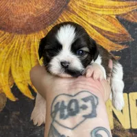 AKC Spice Cake *sold, view my siblings!*, a female Shih Tzu for sale in Sandy, UT – 1 of 10