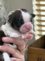 Scout 🍪 , a male Shih Tzu for sale in Sandy, UT – 1 of 6
