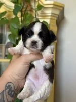 AKC Pecan Sandy , a male Shih Tzu for sale in Sandy, UT – 4 of 10