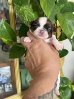 AKC Peanut   , a female Shih Tzu for sale in Sandy, UT – 5 of 10