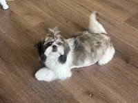 Chip 🍪 , a male Shih Tzu for sale in Sandy, UT – 5 of 5