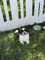 AKC Pecan Sandy *reduced!* LAST PUPPY, a male Shih Tzu for sale in Sandy, UT – 7 of 10