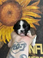 AKC Chip  , a male Shih Tzu for sale in Sandy, UT – 2 of 9
