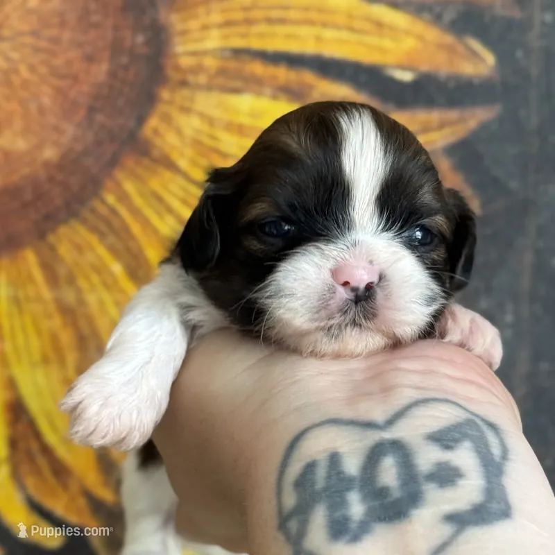 AKC Ginger Snap – Shih Tzu puppy for sale in Sandy, UT