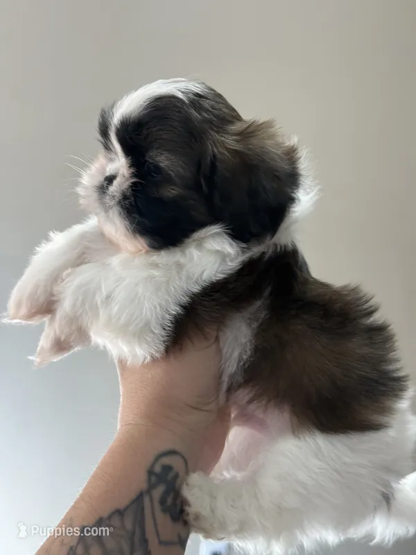 AKC Pecan Sandy  – Shih Tzu puppy for sale in Sandy, UT