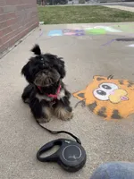 Corduroy ~ AKC Imperial Shih Tzu, a male Shih Tzu for sale in Sandy, UT – 6 of 7