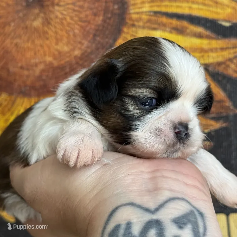 AKC Scout  – Shih Tzu puppy for sale in Sandy, UT