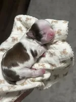 Velvet ~ AKC Imperial Shih Tzu, a female Shih Tzu for sale in Sandy, UT – 2 of 8