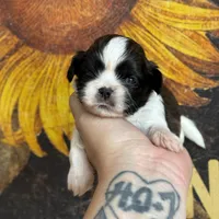 AKC Pecan Sandy , a male Shih Tzu for sale in Sandy, UT – 2 of 10