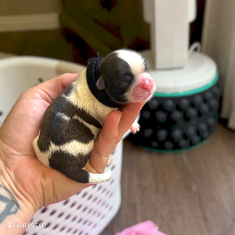 Raisin 🍪  – Shih Tzu puppy for sale in Sandy, UT