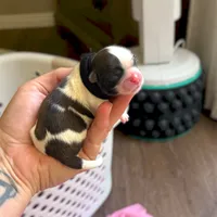 Raisin 🍪 , a female Shih Tzu for sale in Sandy, UT – 1 of 5