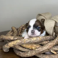 AKC Peanut   , a female Shih Tzu for sale in Sandy, UT – 2 of 10