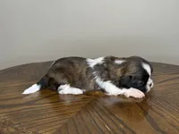 AKC Chip  , a male Shih Tzu for sale in Sandy, UT – 3 of 9