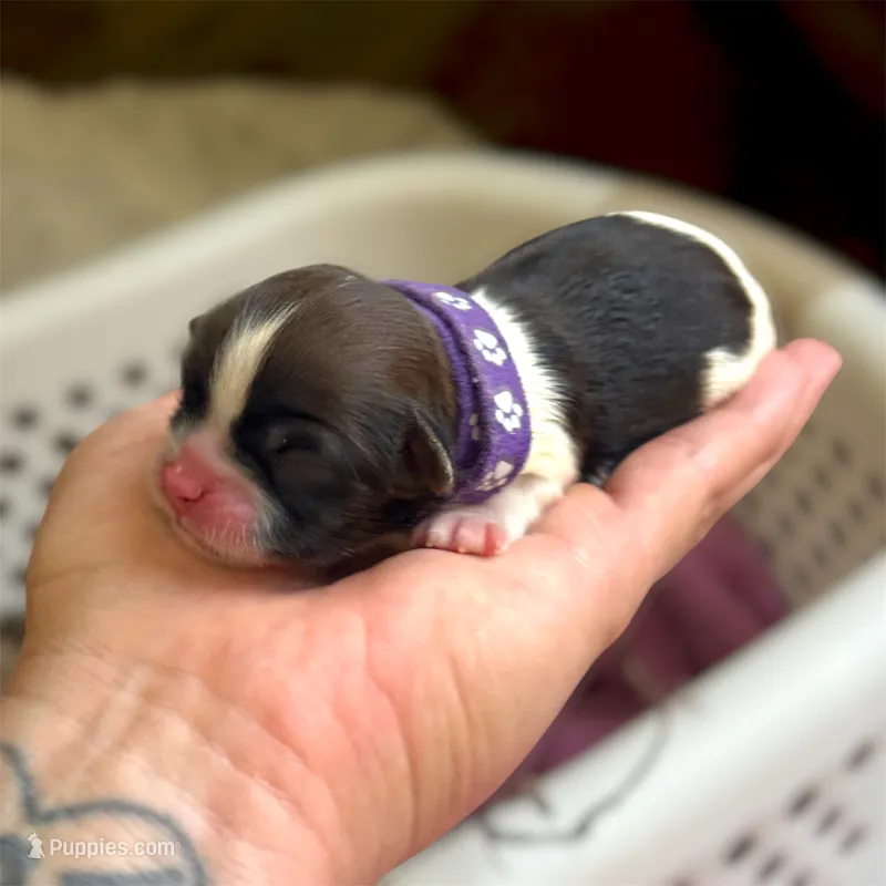 Ginger 🍪  – Shih Tzu puppy for sale in Sandy, UT