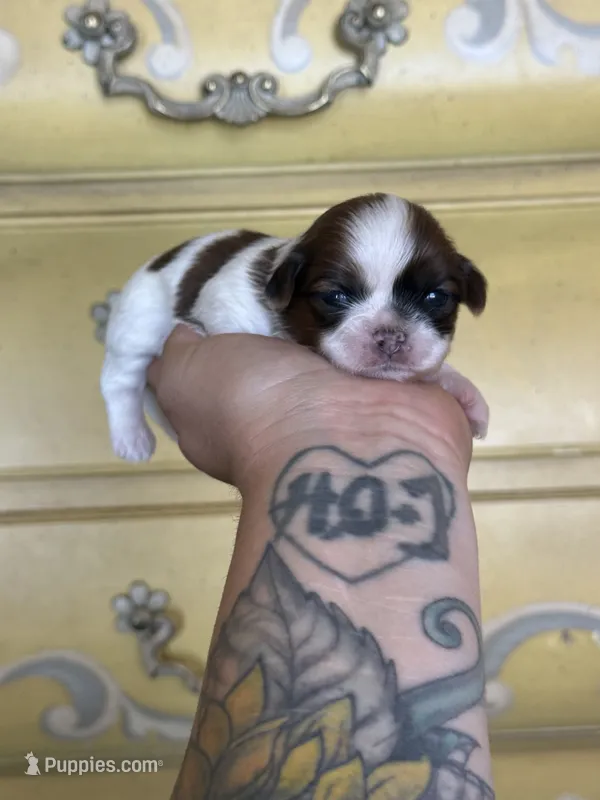 Sugar 🍪 – Shih Tzu puppy for sale in Sandy, UT