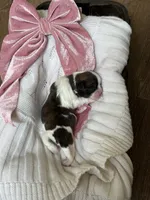 Raisin 🍪 , a female Shih Tzu for sale in Sandy, UT – 2 of 5